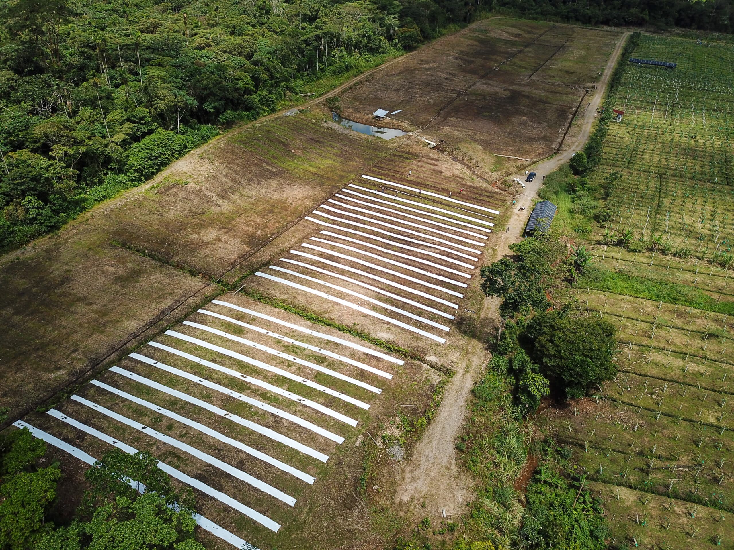 Cultivo de pitahaya en finca — producción en campo